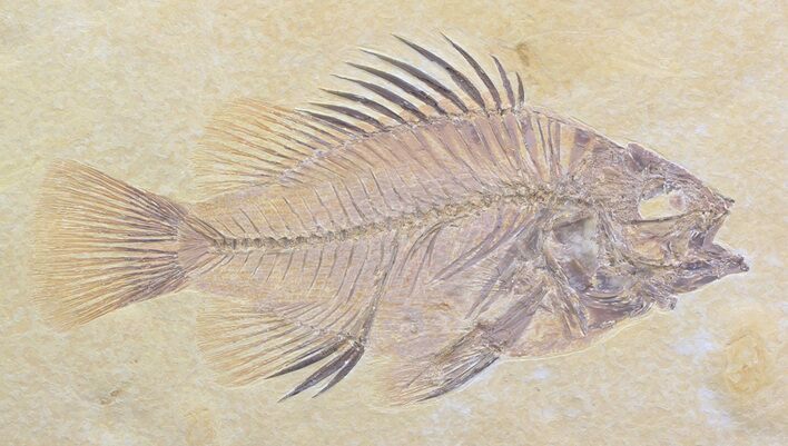 Cockerellites (Priscacara) Fossil Fish - Wyoming #44532